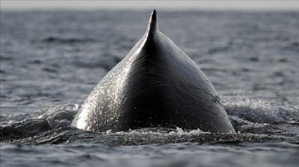 Finally: Beer made from endangered whale testicles!