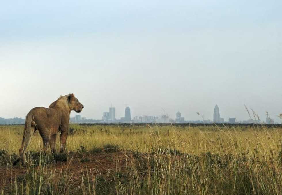 World wildlife plummets more than two-thirds in 50 years: index
