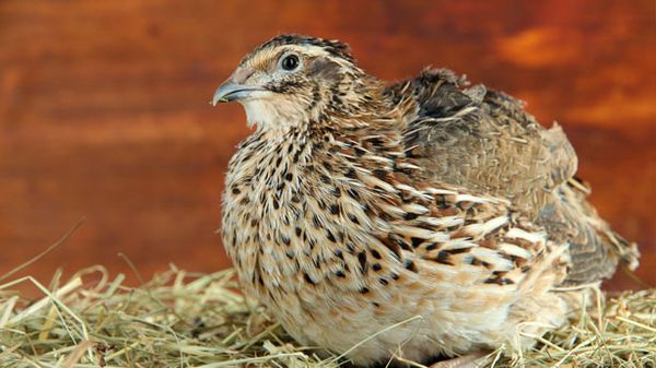 Bird flu detected at California quail farm near San Francisco