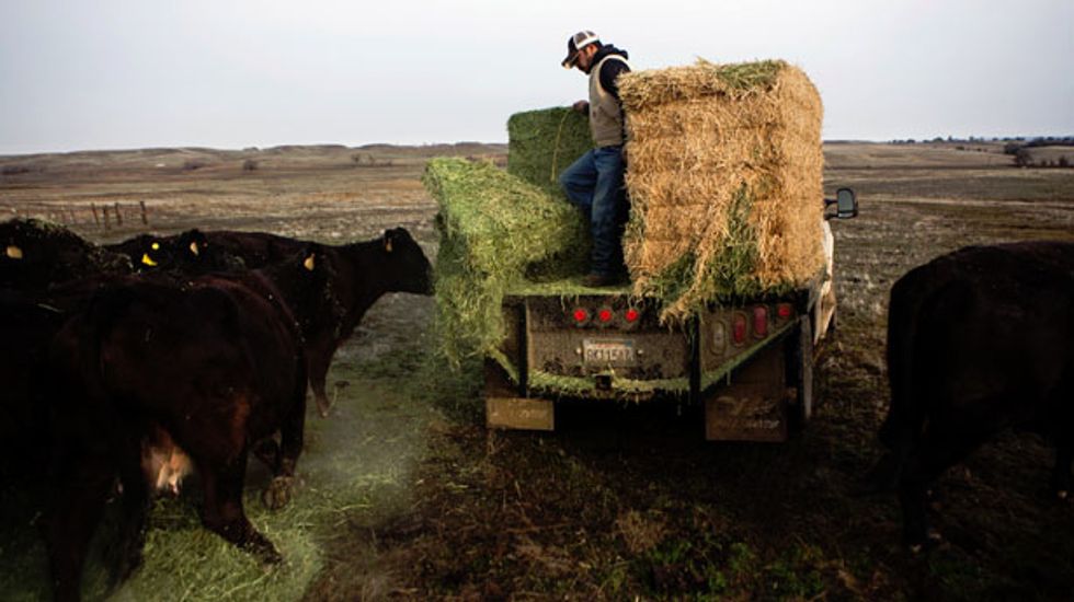 California cattle ranchers fleeing to Texas amid worst drought in decades