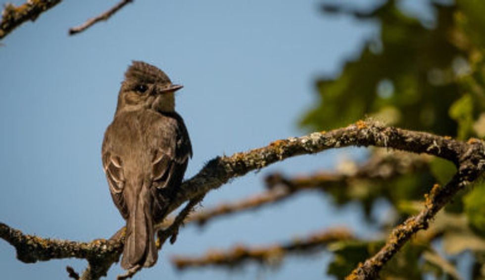'We've never seen anything like this': Mysterious mass death of birds in New Mexico has scientists spooked