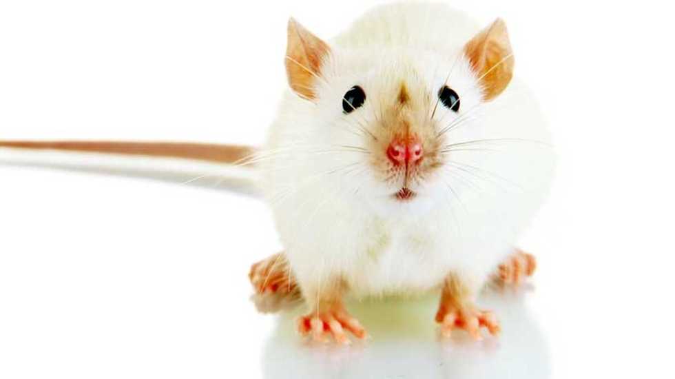 Mice sing many different, complex songs: study