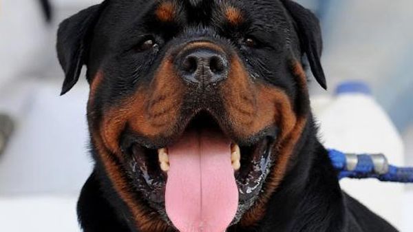 Rottweiler registered to vote in next month's European Parliament elections