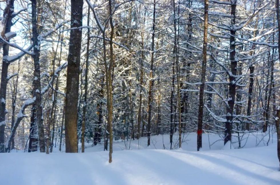Climate change is shrinking winter snowpack, which harms Northeast forests year-round