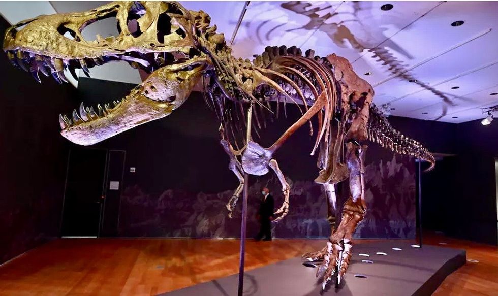 T-rex skeleton could fetch record price at New York auction