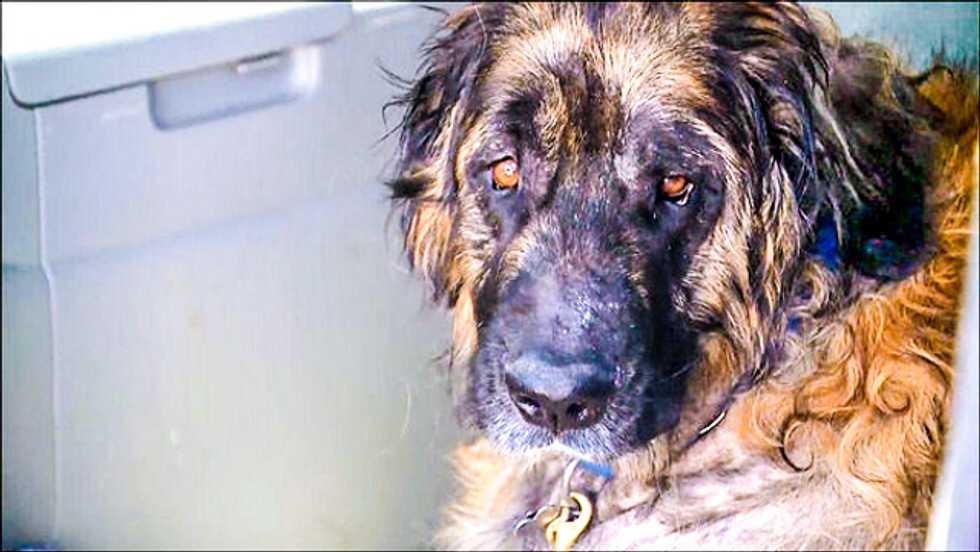 Texas clinic said dog had to be killed, then kept it alive for 6 months of experiments