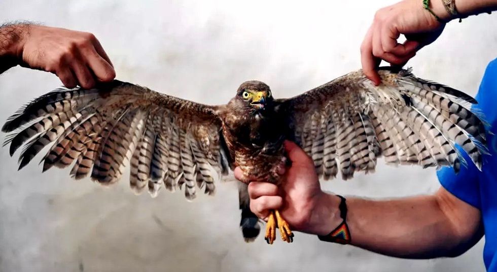 Salvador vet's painstaking surgery helps mutilated bird fly again