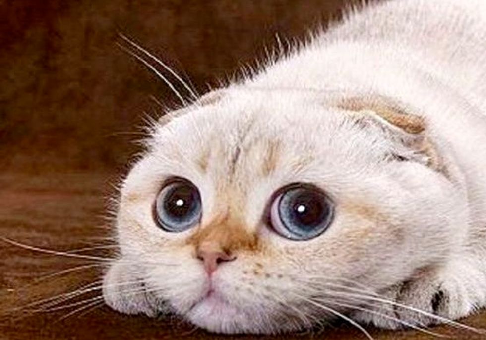 Are you a cat whisperer? How to read Fluffy’s facial expressions