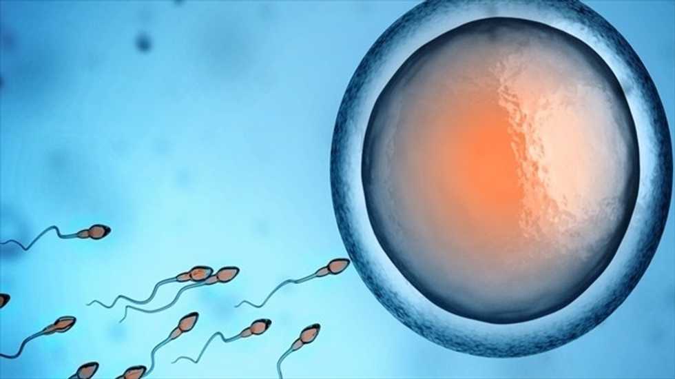 The biggest sperm come in the smallest packages – and other surprising facts about male sex cells