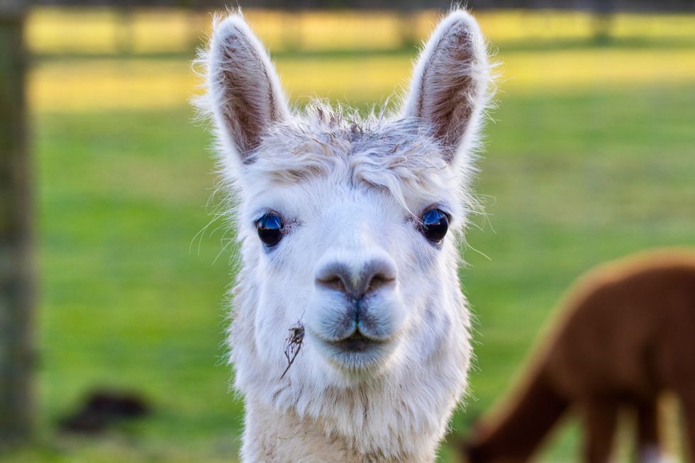 Swedish scientists are working on a radical COVID-19 blocker involving alpacas