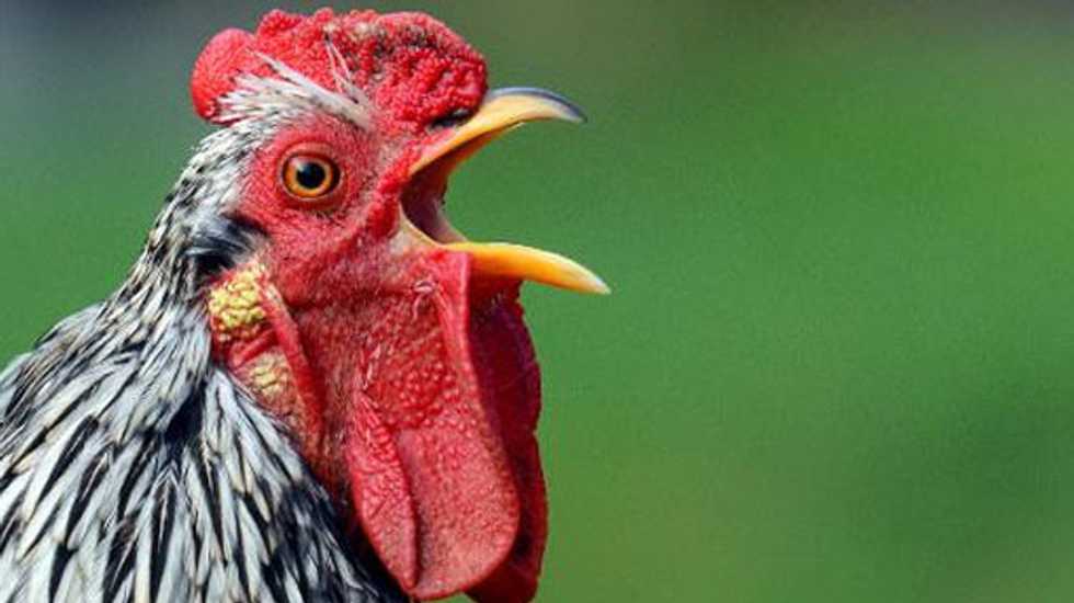 Chickens and turkeys 'closer to dinosaur ancestors' than other birds
