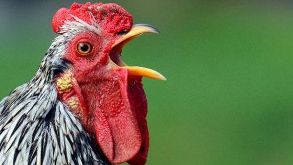 South African artist guilty of exhibitionism in Paris for rooster-penis dance
