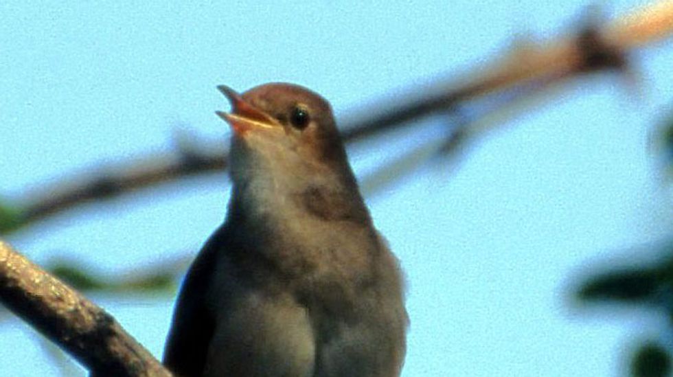 Nightingale has best birdsong because of its complex brain, research finds