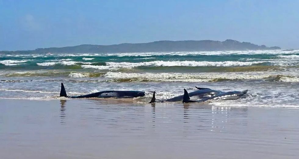 Hundreds of whales stranded in southern Australia