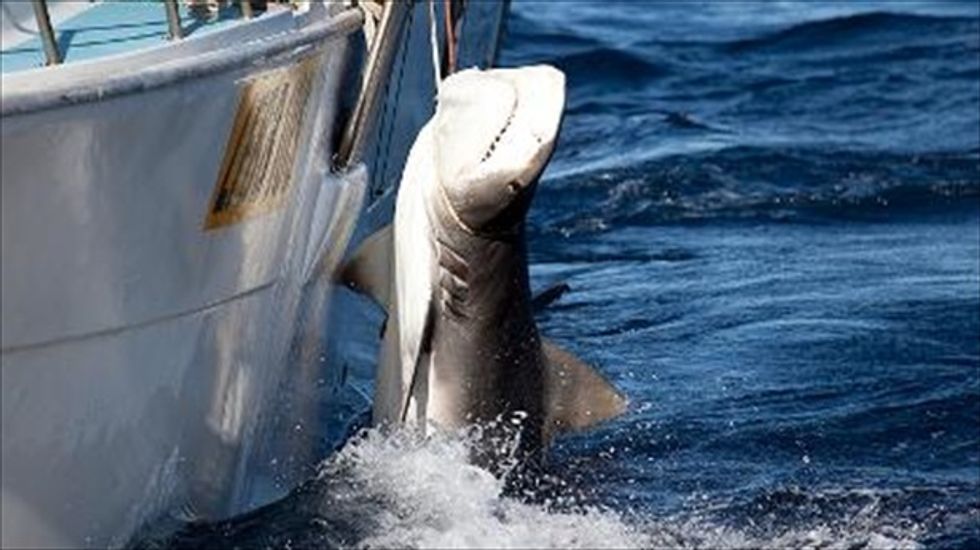 Greenpeace sounds alarm over shark overfishing in North Atlantic