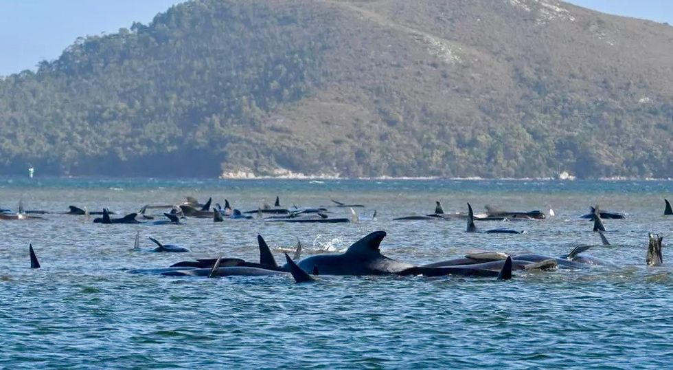 At least 380 whales dead in Australia mass stranding
