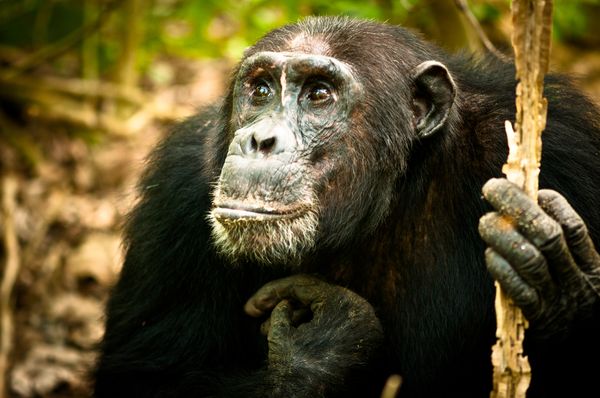 Social networking study reveals four-year ‘Game of Thrones’-like chimpanzee war