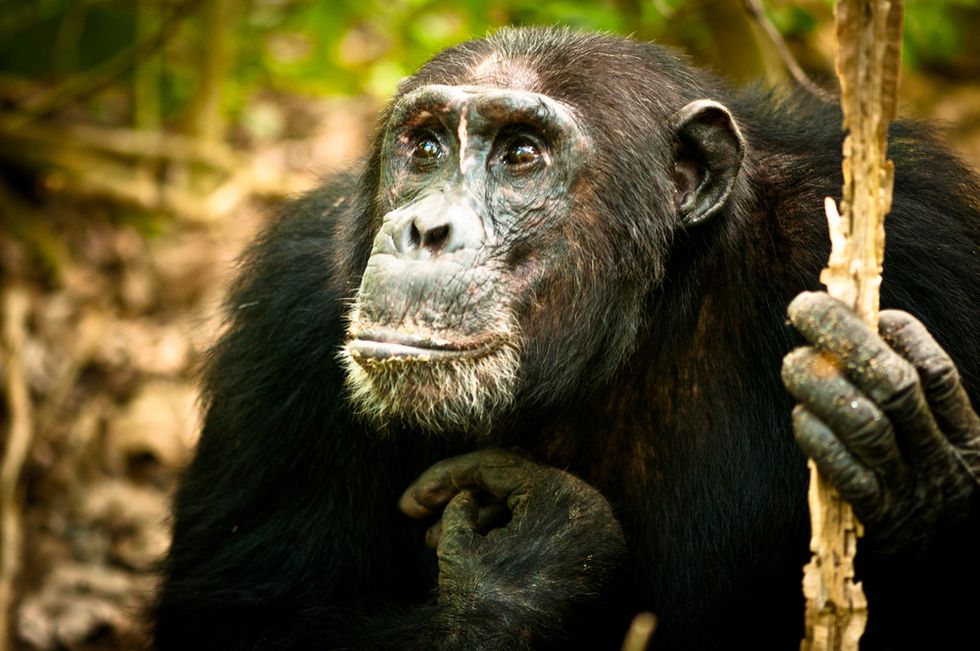 Social networking study reveals four-year ‘Game of Thrones’-like chimpanzee war