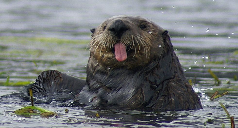 Cute but deadly: Killer otters attack Seattle Labrador retriever