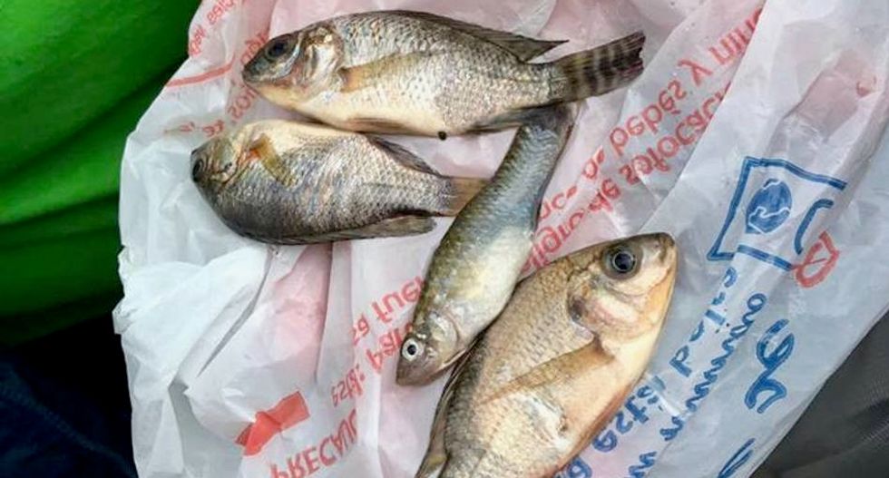 Rain in Mexico comes with a side of fish