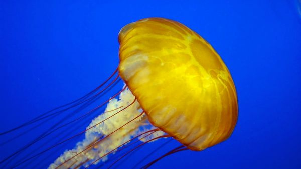 New species of yellow jellyfish spotted in North Adriatic last year has since disappeared: scientists