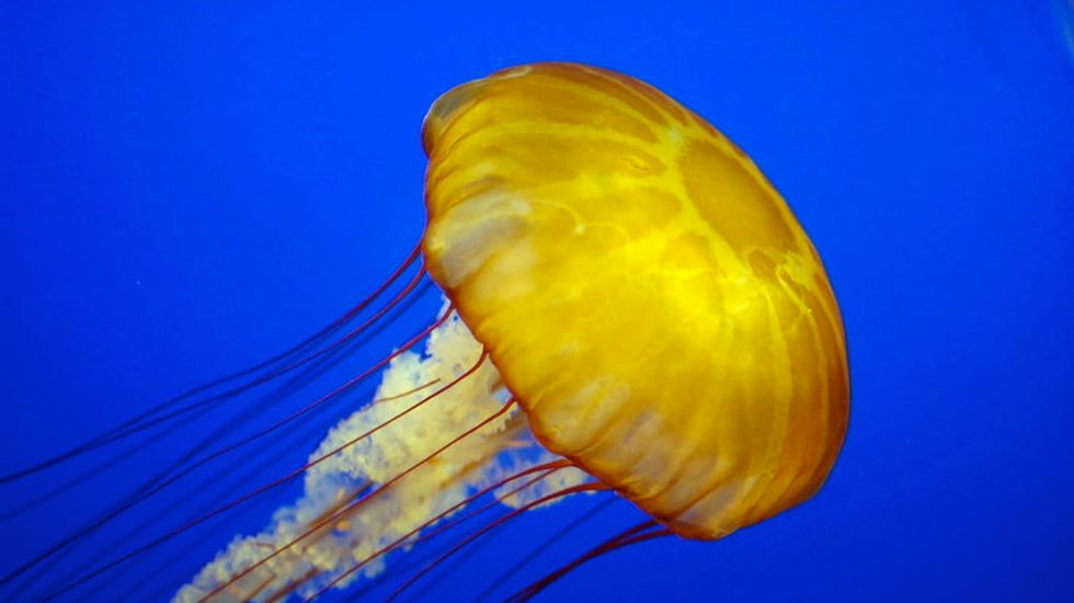 New species of yellow jellyfish spotted in North Adriatic last year has since disappeared: scientists