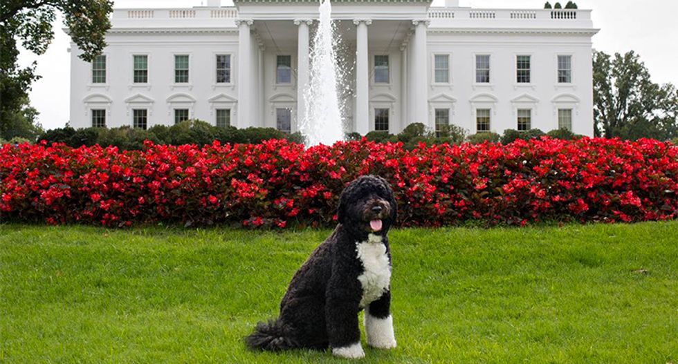 Trump White House accidentally uses photo of Obama's dog Bo to tout their tax proposal