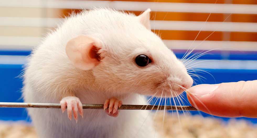 How we found a special maths equation hidden in rat whiskers