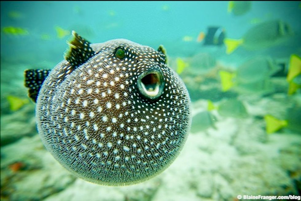 Climate change creates mutant fugu, a deadly Japanese delicacy