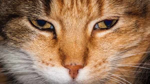 WATCH: California family's cat saves young son from attacking dog