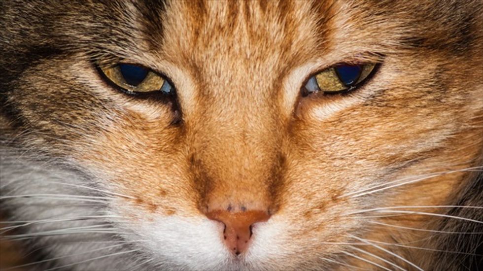 WATCH: California family's cat saves young son from attacking dog