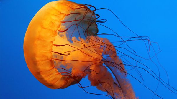Jellyfish are the most energy efficient swimmers, new metric confirms