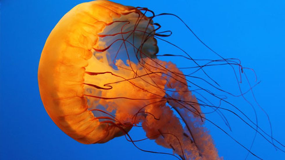 Jellyfish are the most energy efficient swimmers, new metric confirms