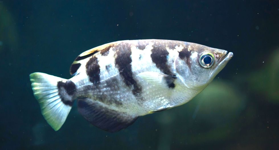 Fish can recognize human faces, study finds