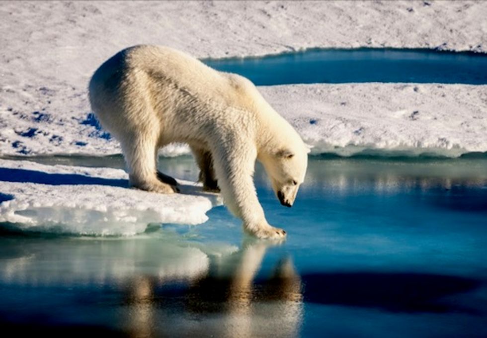 Trump administration denounced for 'foolish and deeply damaging' plan to drill in Arctic Wildlife Refuge