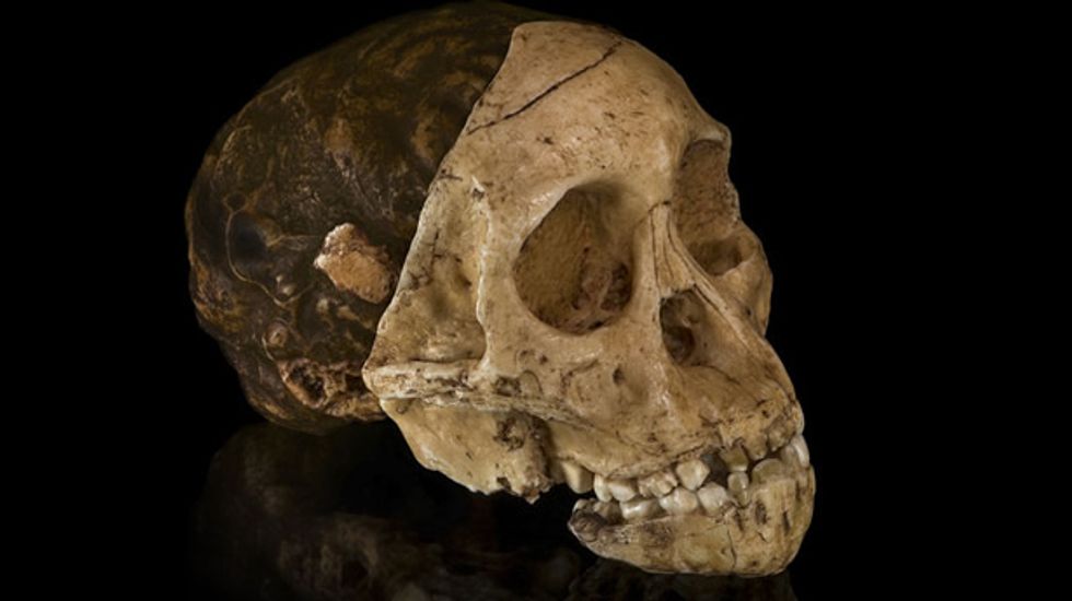Human faces evolved to be punched by human fists, researchers say