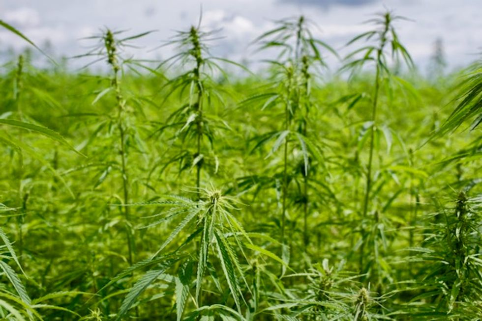 US Congress legalizes industrial hemp cultivation