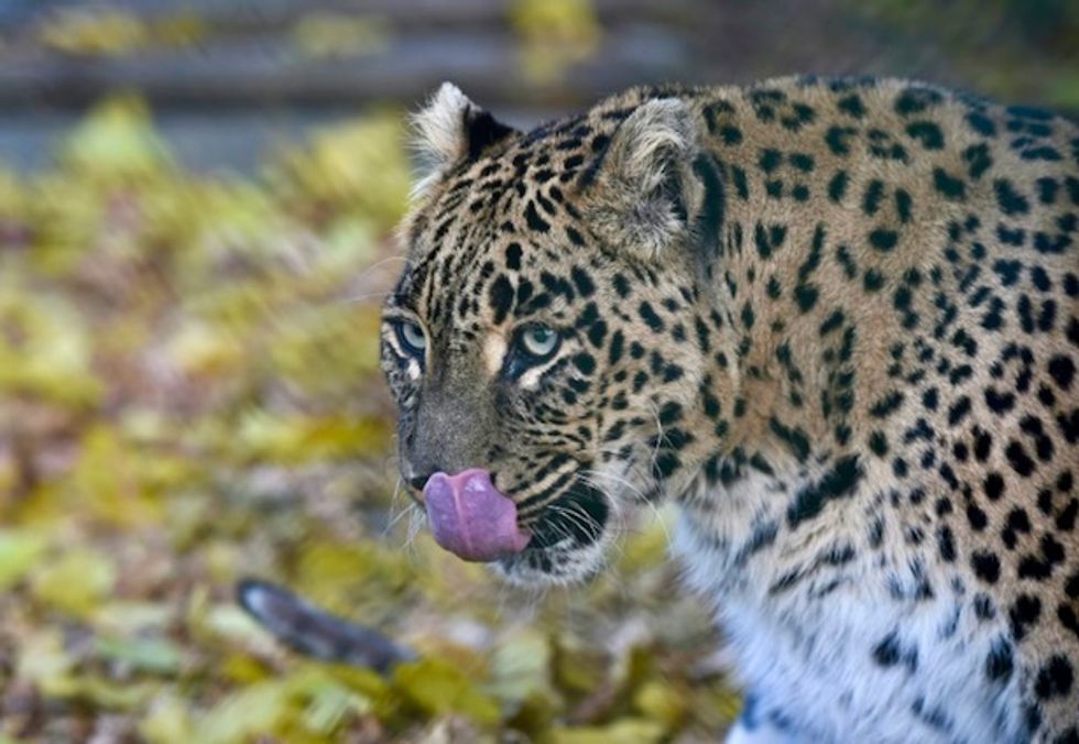 Meditating Buddhist monk killed in India leopard attack