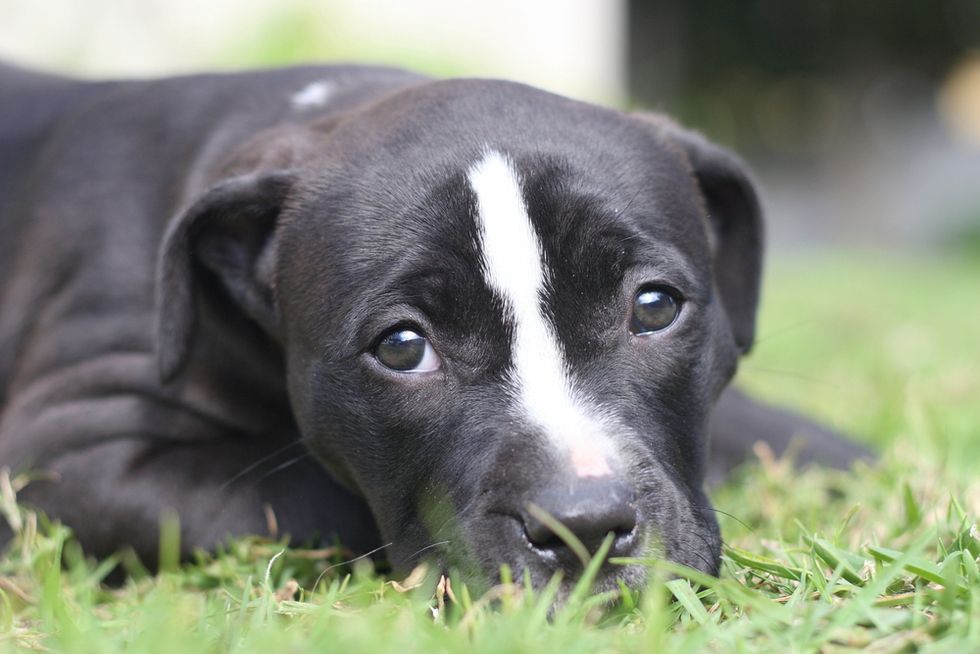 Oklahoma police show up at 5-year-old's birthday party -- and shoot his dog in the head