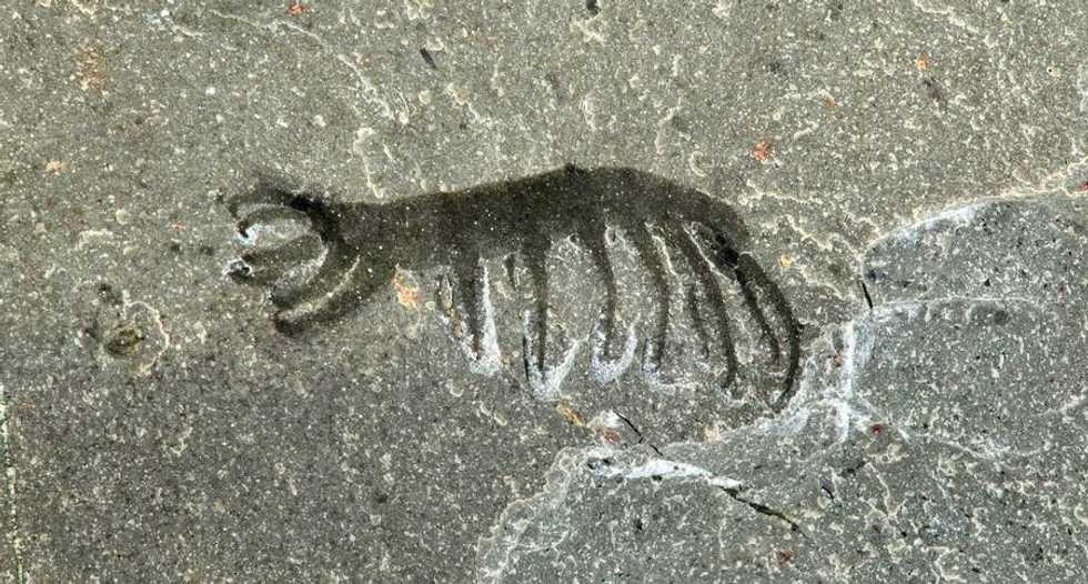 Scientists just found a 500-million-year-old worm with legs