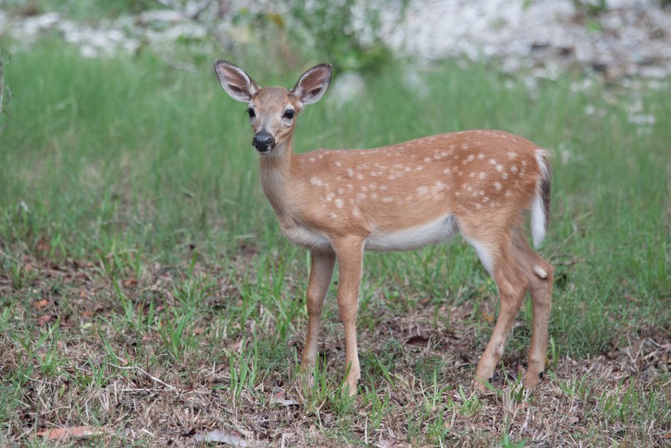 Judge forces poacher who illegally slaughtered hundreds of deer to watch ‘Bambi’ once a month