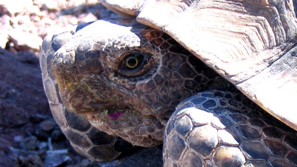 Before Cliven Bundy: The war between Nevada ranchers and the Mojave desert tortoise