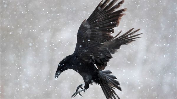 Utah state board approves September crow hunt to cull growing 'nuisance issue'