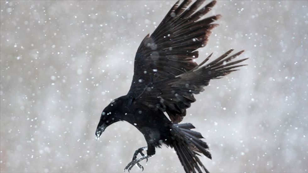 Utah state board approves September crow hunt to cull growing 'nuisance issue'
