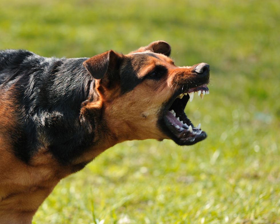 Scientologists are reportedly training attack dogs at mysterious Florida facility — but why?