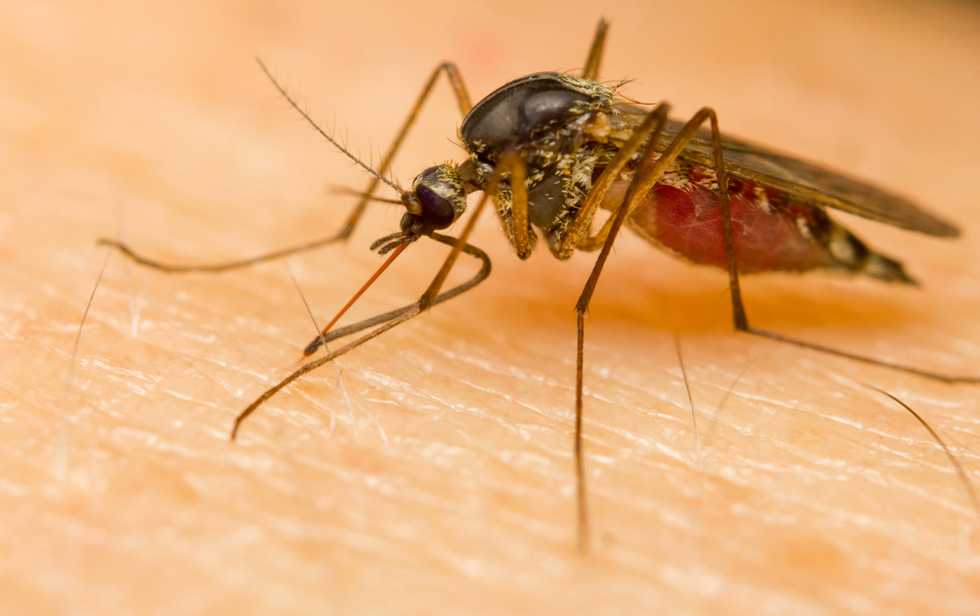 Rhode Island reports two new cases of nasty, mosquito-borne Caribbean virus