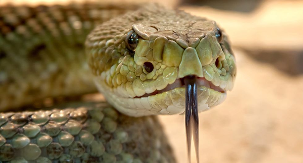 Texas law bars parents from suing schools -- even when their children fall into a den of rattlesnakes