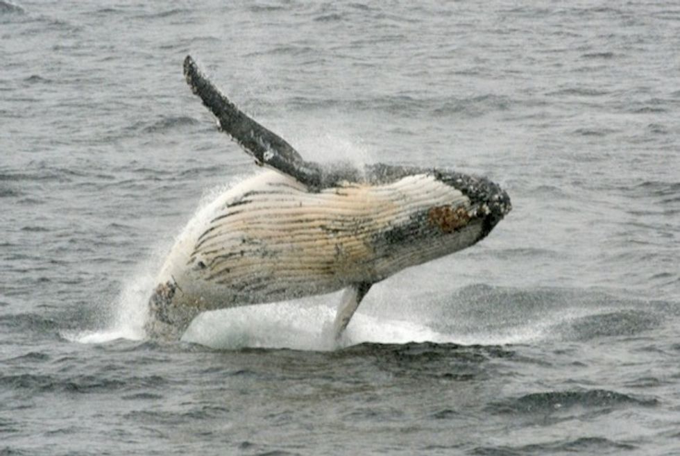 Japan bolts whaling commission, but tensions may ease