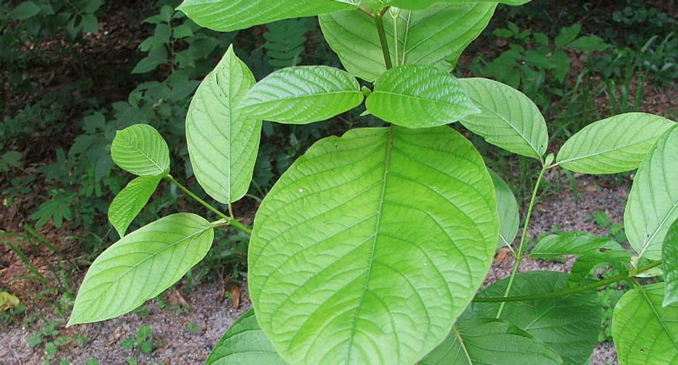 DEA reconsidering its ban on the herbal supplement kratom