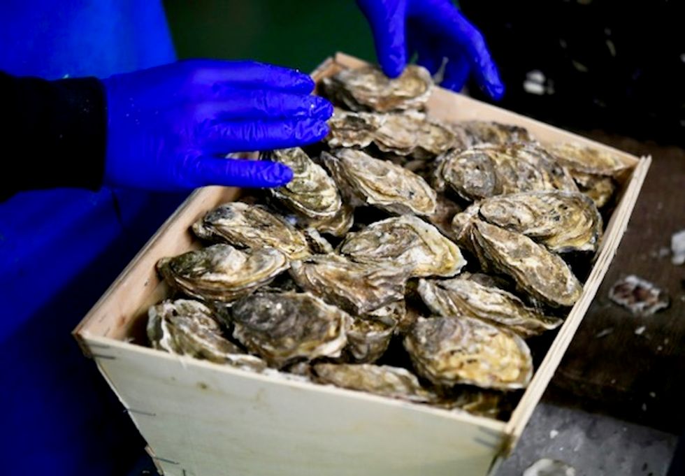 Climate change takes toll on French oyster farmers